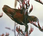 North Island Kaka - photo by Kay Stowell